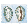 Spotted Seashells – Original Watercolor Painting