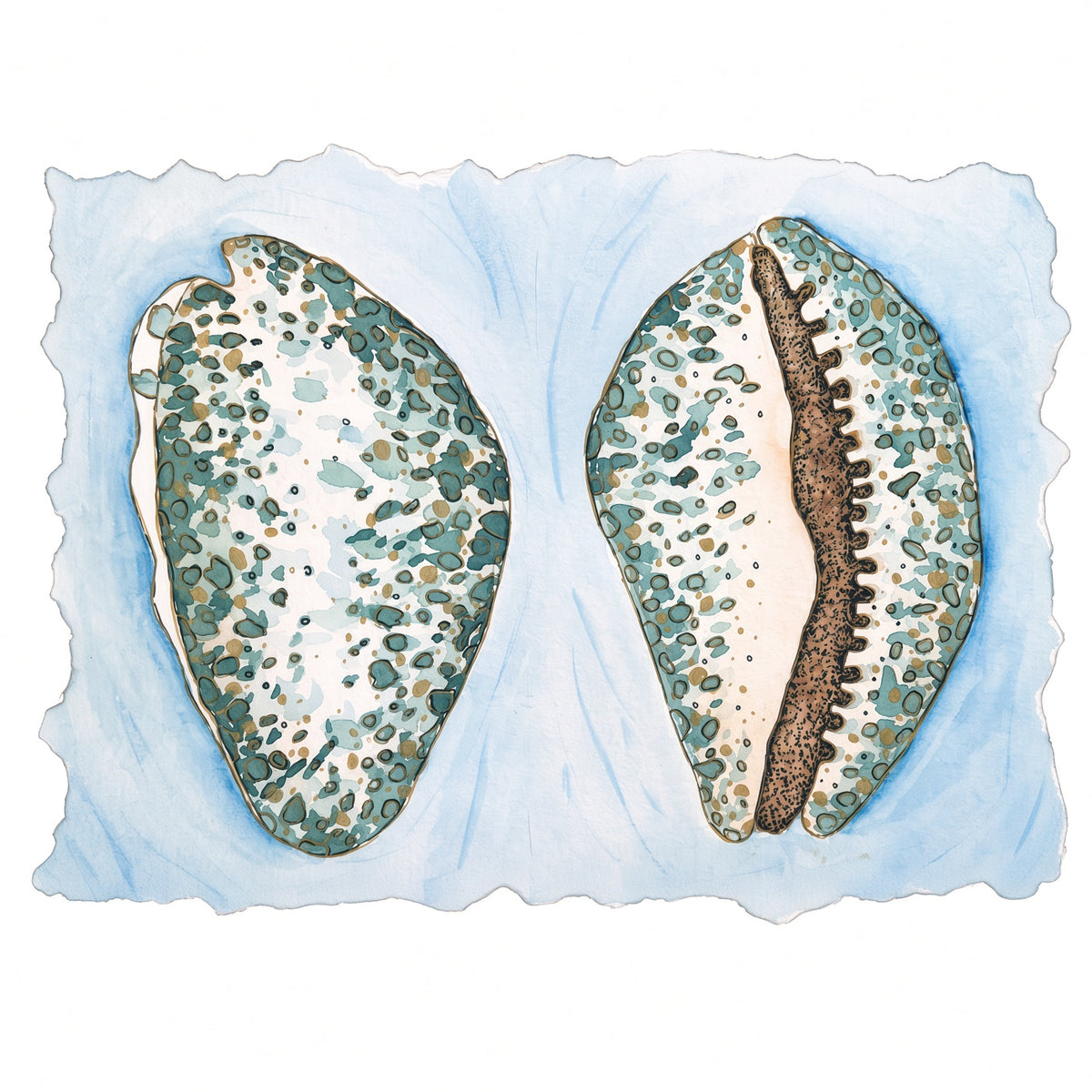 Spotted Seashells – Original Watercolor Painting